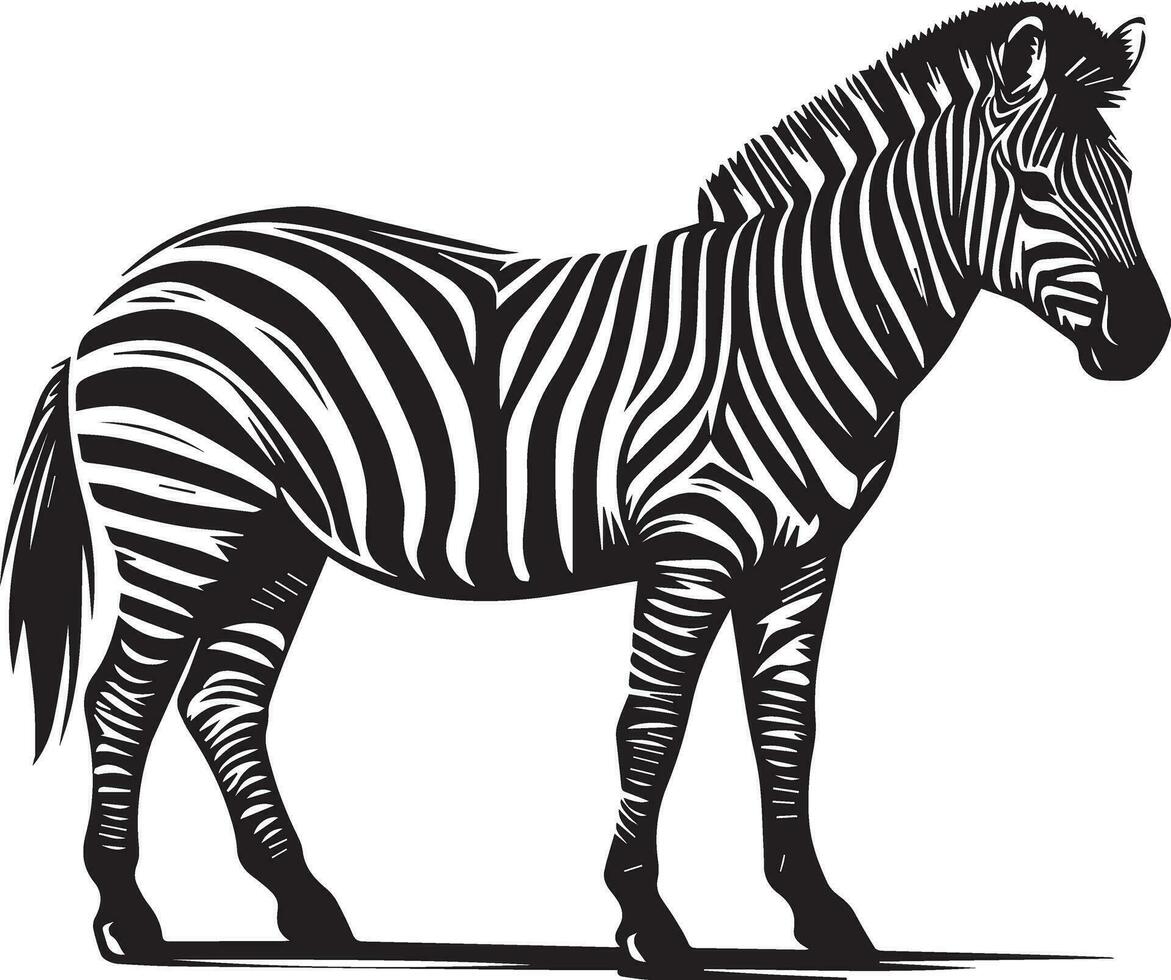 zebra animale vettore silhouette 11