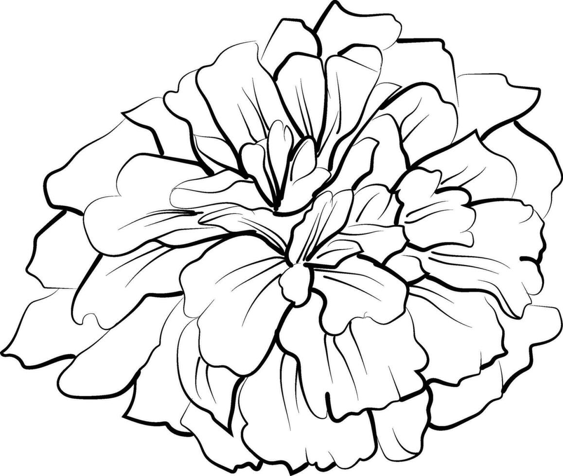 ottobre nascita fiore, ottobre calendula fiore tatuaggio disegno calendula fiore disegno, ottobre nascita fiore tatuaggio disegni, piccolo ottobre nascita fiore tatuaggio, ottobre fiore tatuaggio nero e bianca vettore