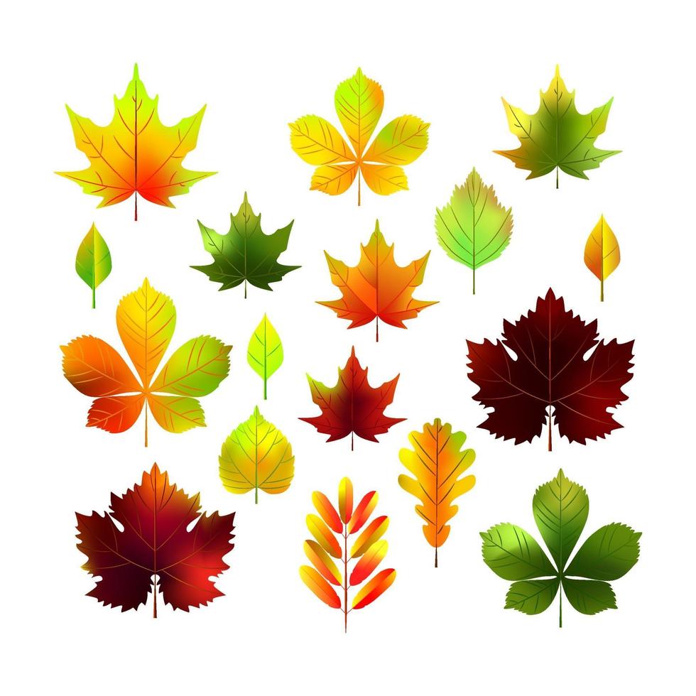 set di foglie autunnali realistiche. illustrazione vettoriale