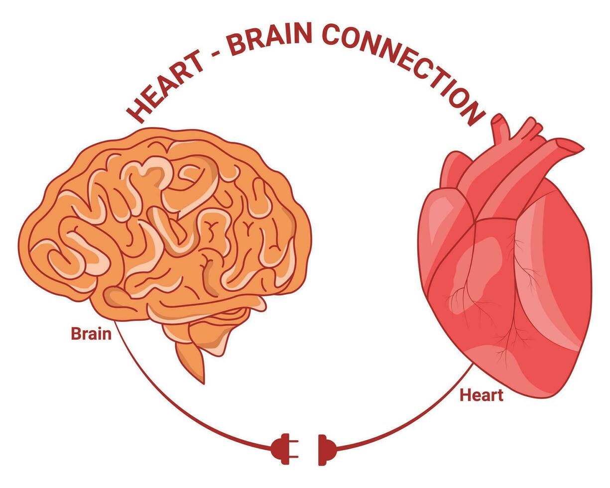 cuore e cervello connessione vettore illustrazione design