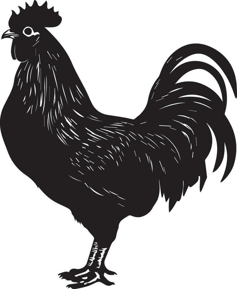 australorp pollo vettore silhouette illustrazione nero colore 17