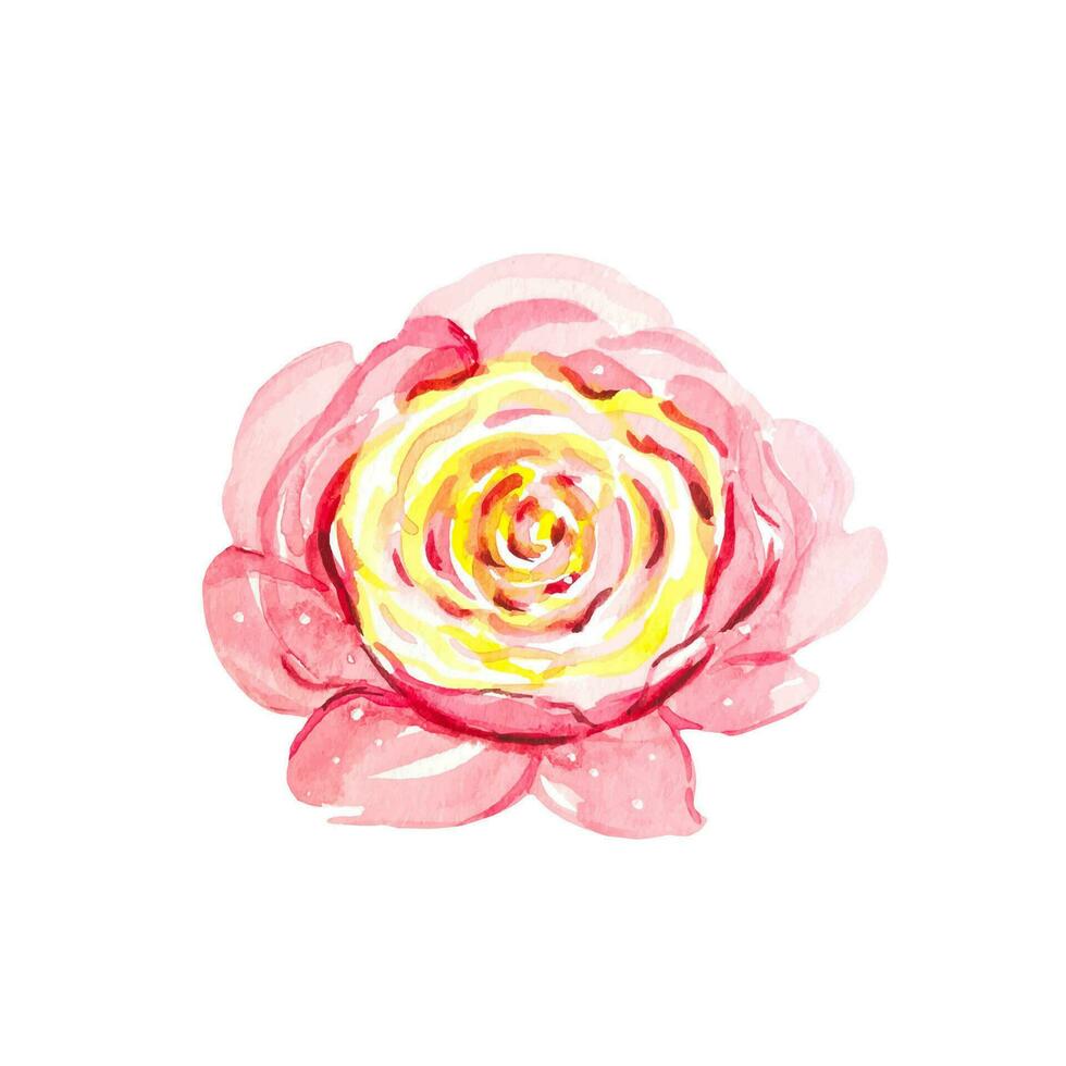 delicato rosa rosa, acquerello illustrazione vettore