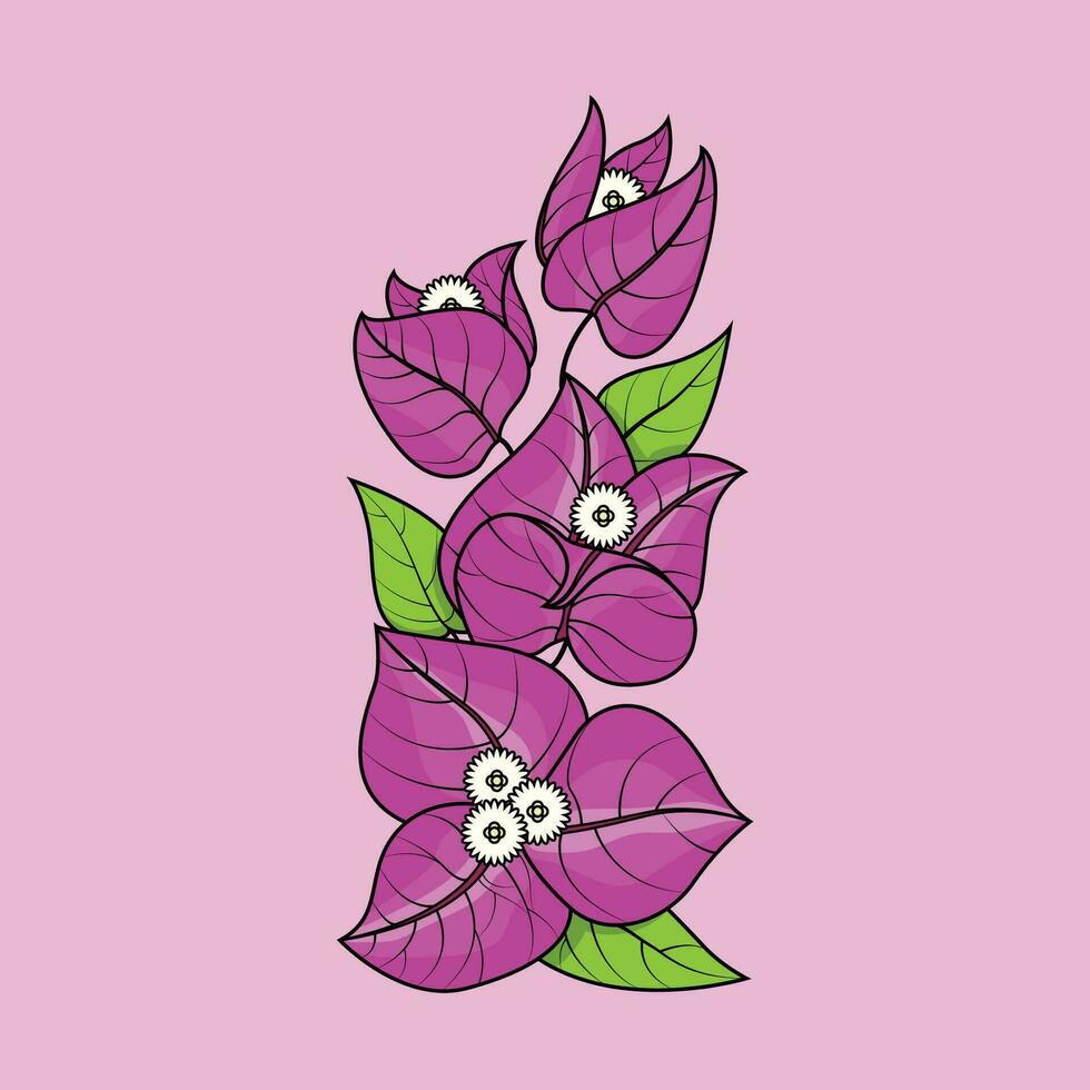 il illustrazione di bouganville fiore vettore