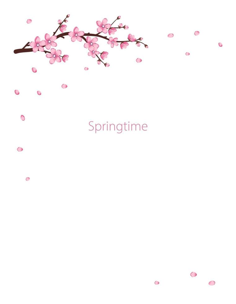 cornice di fiori di sakura. i rami dei ciliegi sono sbocciati vettore