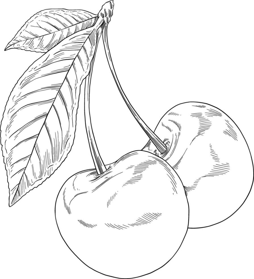 ciliegia frutta mano disegnato illustrazione vettore