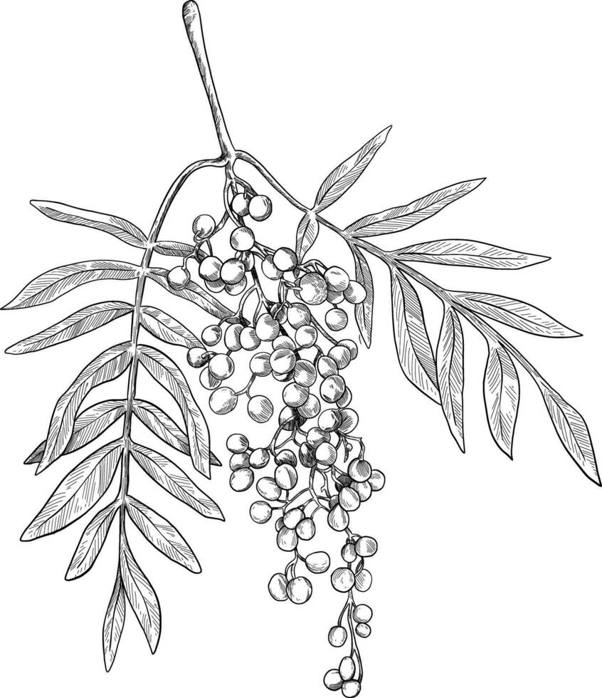 ciliegia frutta Vintage ▾ botanico illustrazione vettore