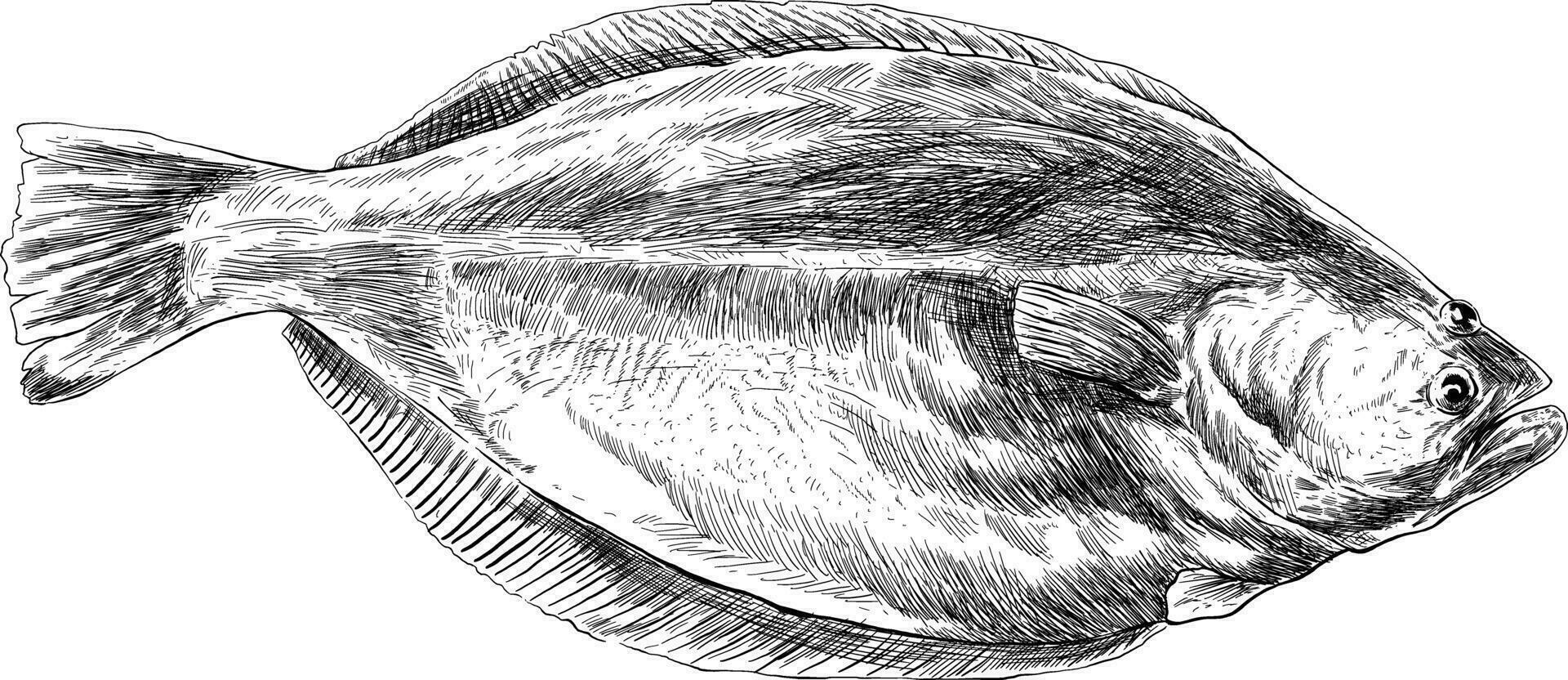 piatto pesce mare schizzo illustrazione vettore