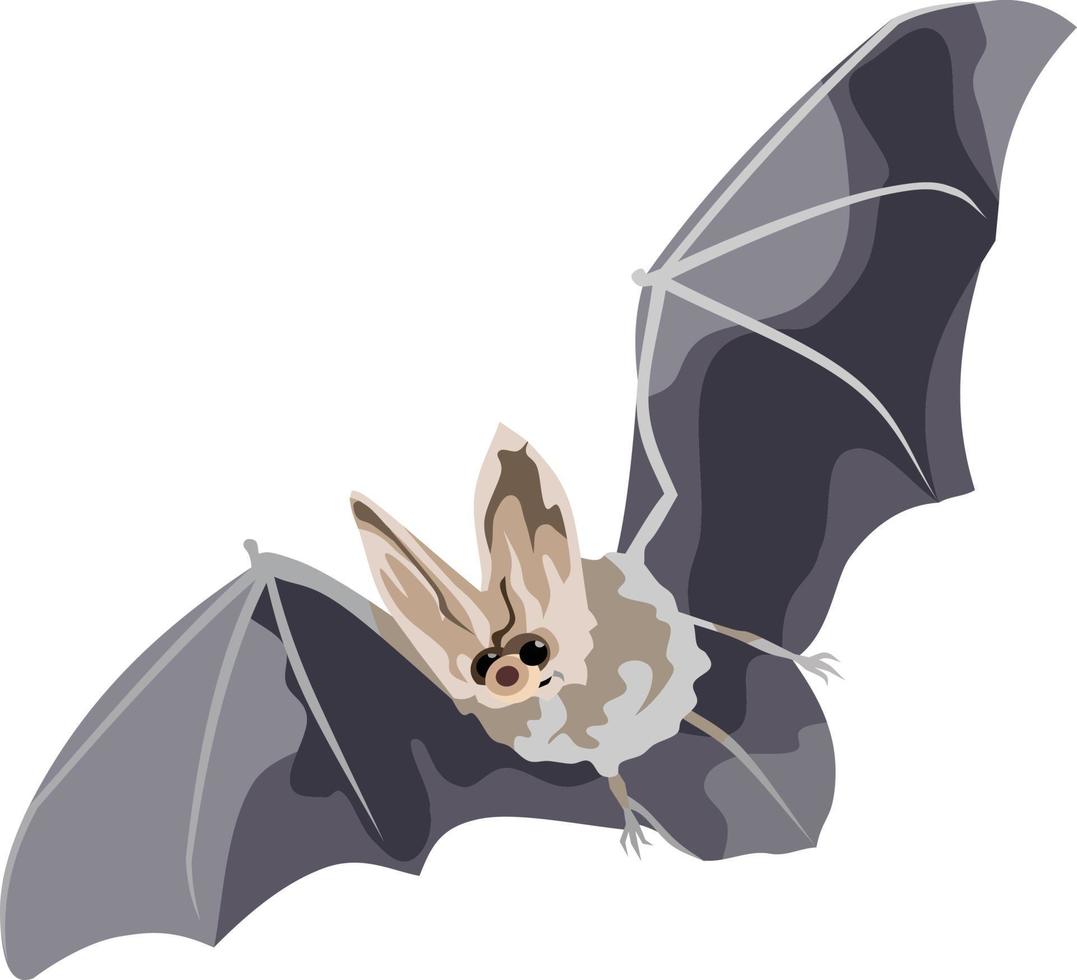 illustrazione vettoriale di animale mammifero pipistrello