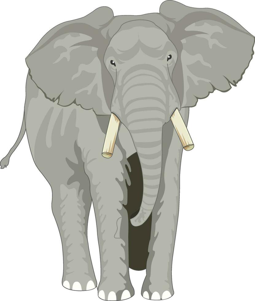un elefante con zanne in piedi su un' bianca sfondo vettore