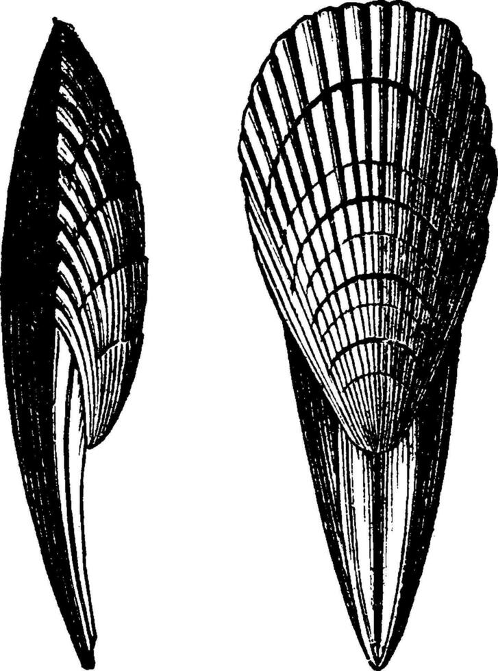 terebrirostra neocomiensis, Vintage ▾ incisione. vettore
