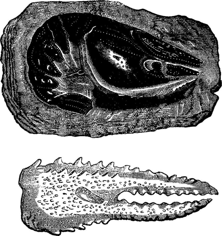 crostacei di il triassico era, crudo Gambero e artigli, Vintage ▾ incisione. vettore