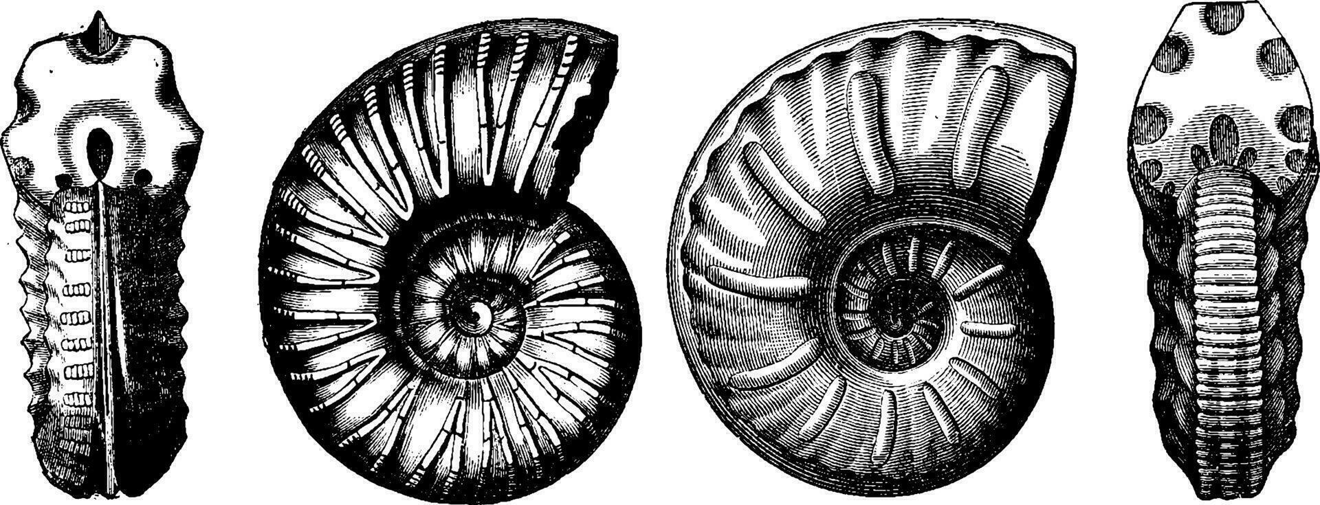 cretaceo ammoniti, Vintage ▾ incisione. vettore