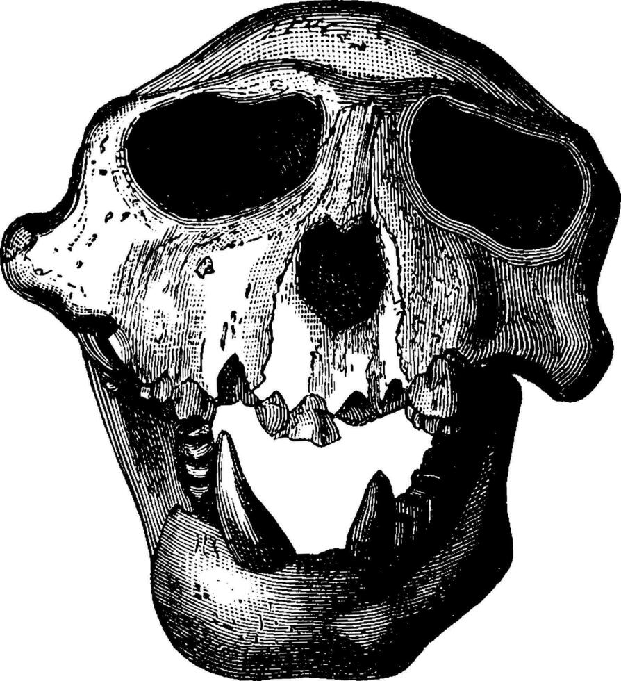 langur scimmia cranio di il miocene periodo, Vintage ▾ incisione. vettore