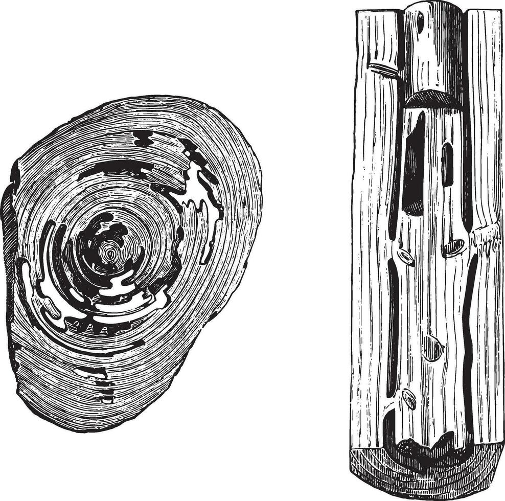 abitazione di il mangiato dalle formiche legna nel un' albero tronco ago, Vintage ▾ incisione. vettore