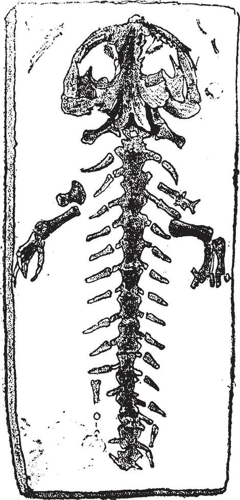 fossile scheletro di un' gigantesco salamandra, Vintage ▾ incisione. vettore