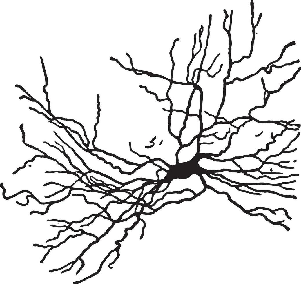 un' genere di cellula nervosa, Vintage ▾ incisione. vettore