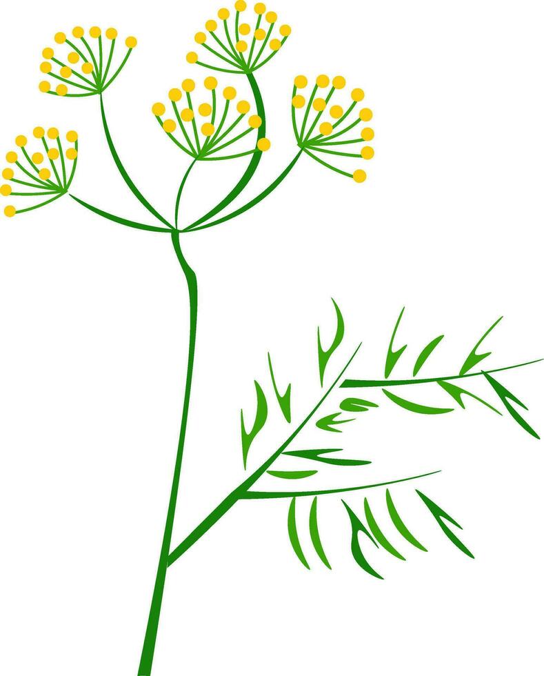ritratto di il aneto pianta vettore o colore illustrazione