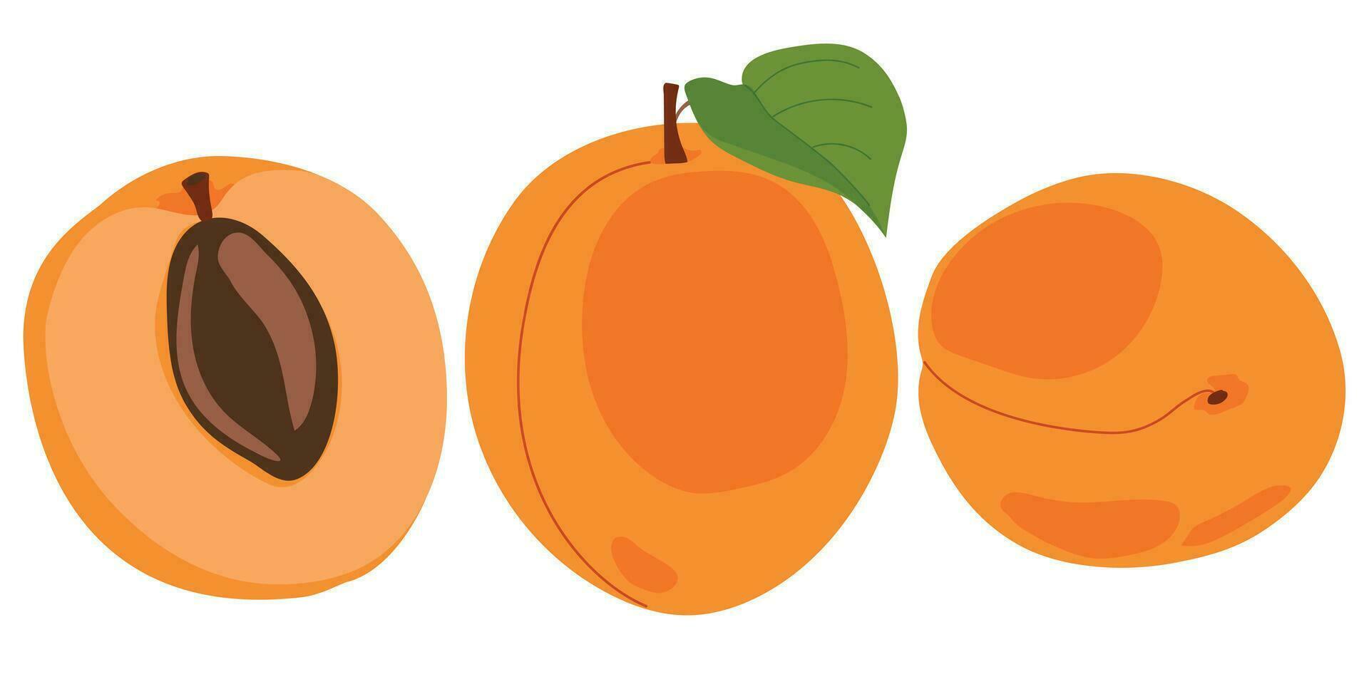 albicocca impostare. vettore illustrazione di delizioso frutta nel cartone animato stile. maturo totale frutta e fette isolato su bianca sfondo. elemento per disegno, logo, confezione di succo o marmellata.