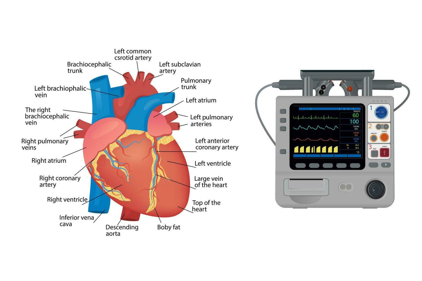 anatomia di il umano cuore. elettrocardiografico paziente monitoraggio - medico dispositivo, per manifesto vettore