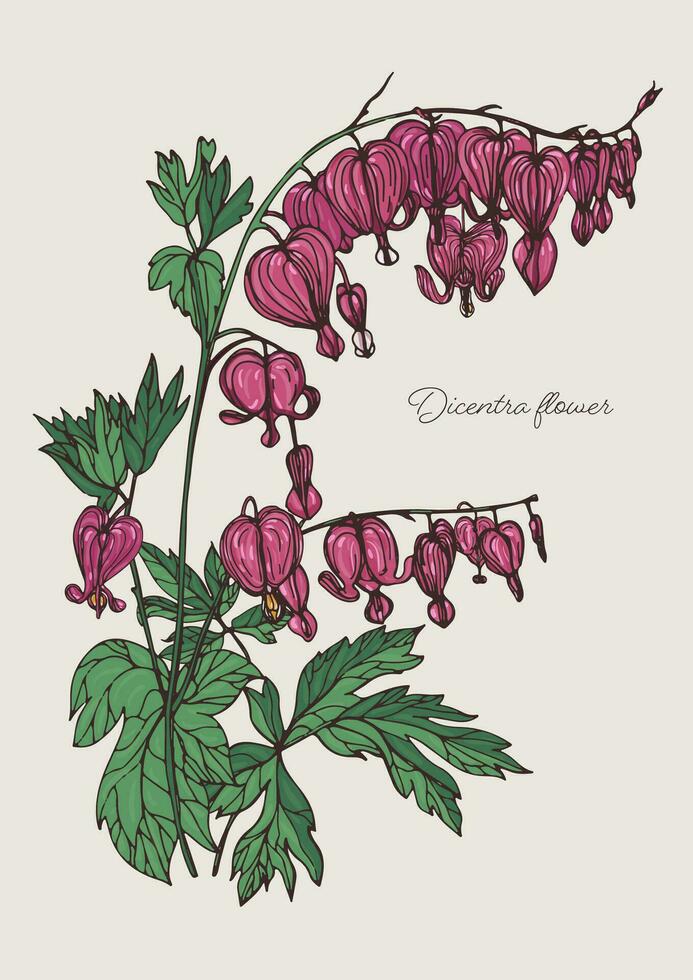 emorragia cuore fiore. mano disegnato colorato vettore illustrazione con fioritura dicentra fiore.