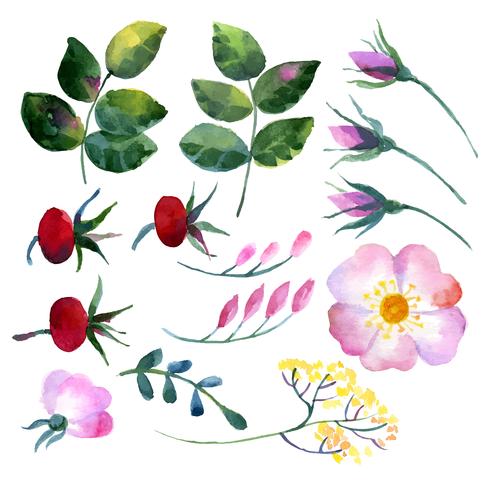 Set di rosa canina elementi dell&#39;acquerello vettore