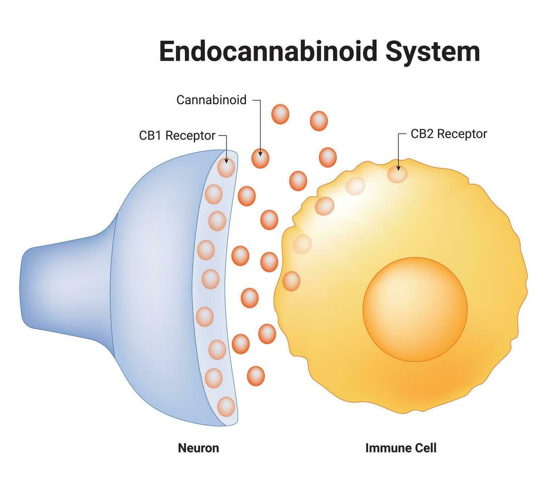 endocannabinoide sistema scienza design vettore illustrazione