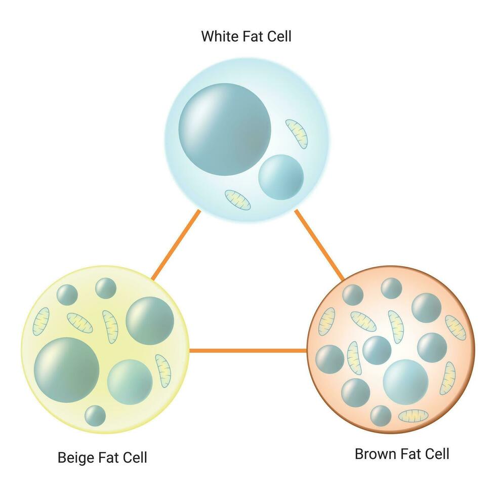 Grasso cellula tipi scienza design vettore illustrazione