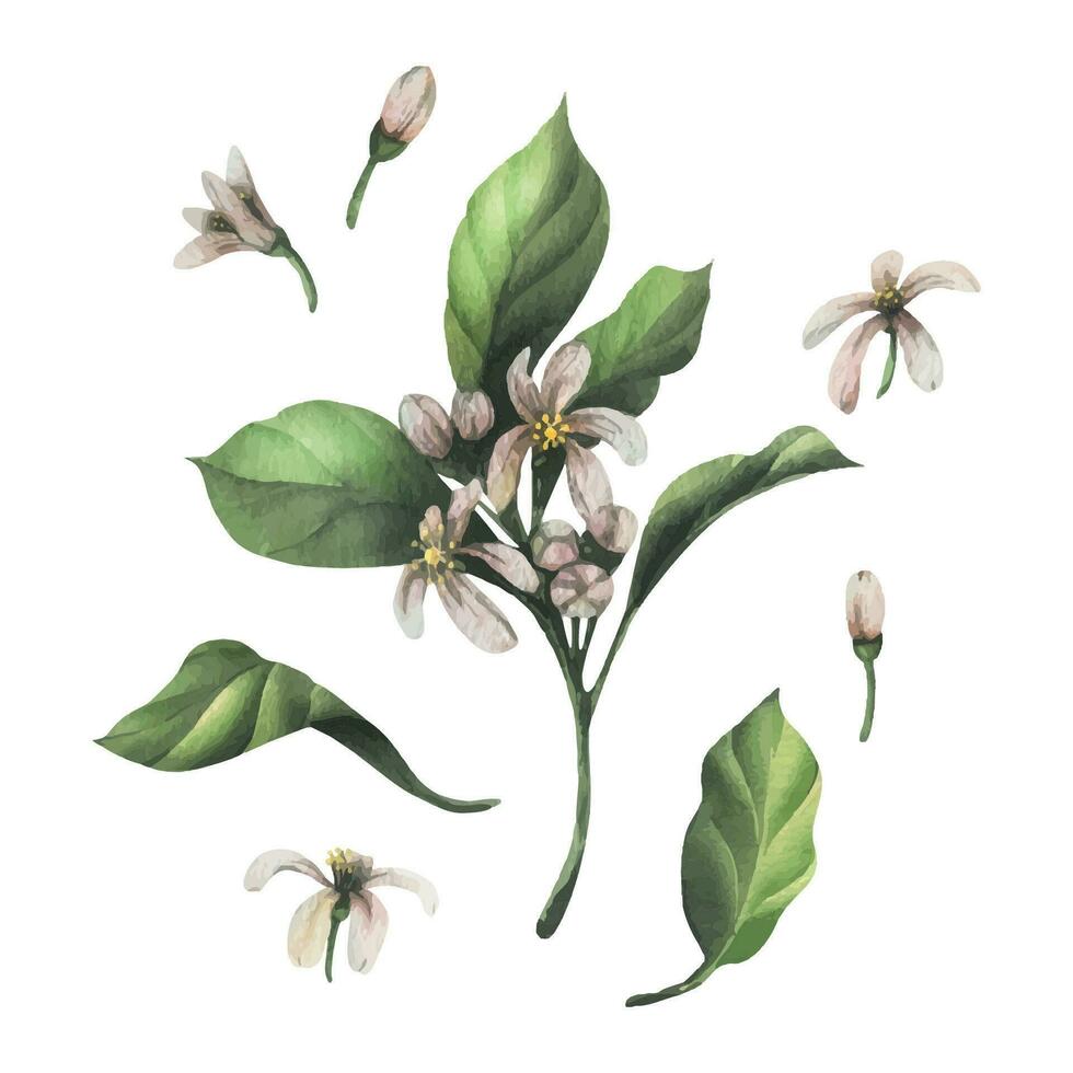 ramoscello con verde le foglie e bianca Limone fiori. lime, arancia, agrumi. mano disegnato acquerello illustrazione. impostato di isolato elementi su un' bianca sfondo. vettore