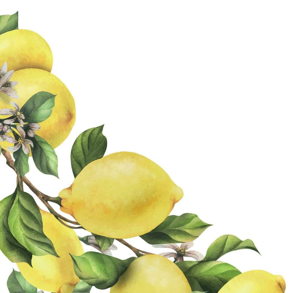 limoni siamo giallo, succoso, maturo con verde foglie, fiore mini cuffie su il rami, totale e fette. acquerello, mano disegnato botanico illustrazione. telaio, modello su un' bianca sfondo vettore