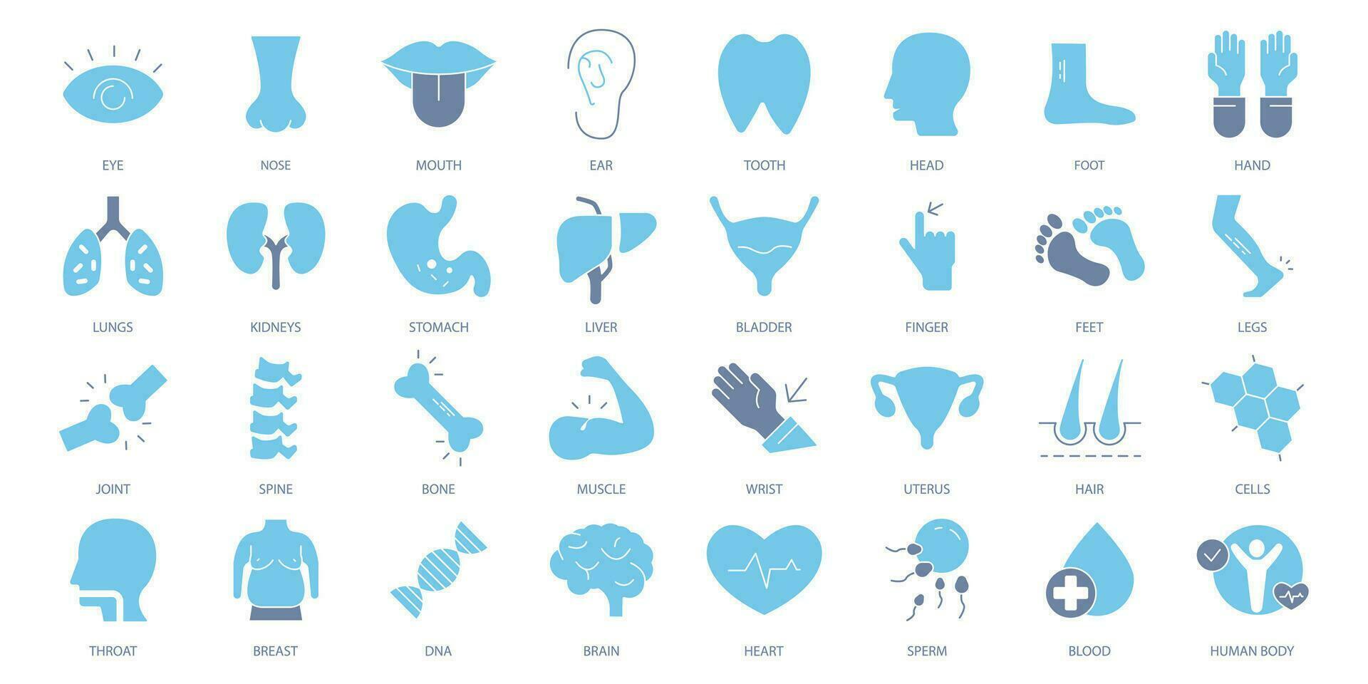 anatomia icone impostare. impostato di modificabile ictus icone.vettore impostato di anatomia vettore