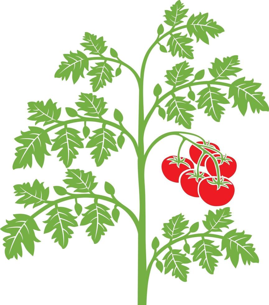 pianta di pomodoro con foglie vettore