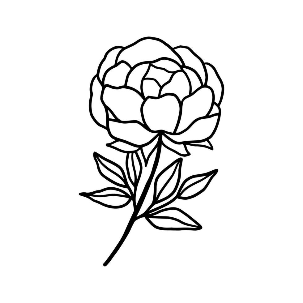 Vintage ▾ mano disegnato linea arte peonia fiore e foglia ramo vettore