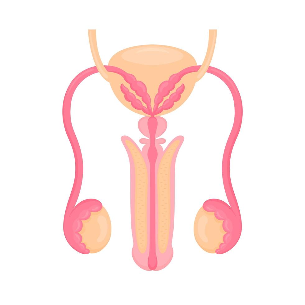 illustrazione variopinta di stile piano degli organi riproduttivi maschili. icona dell'organo interno, logo. anatomia, concetto di medicina. assistenza sanitaria. isolato su sfondo bianco. vettore