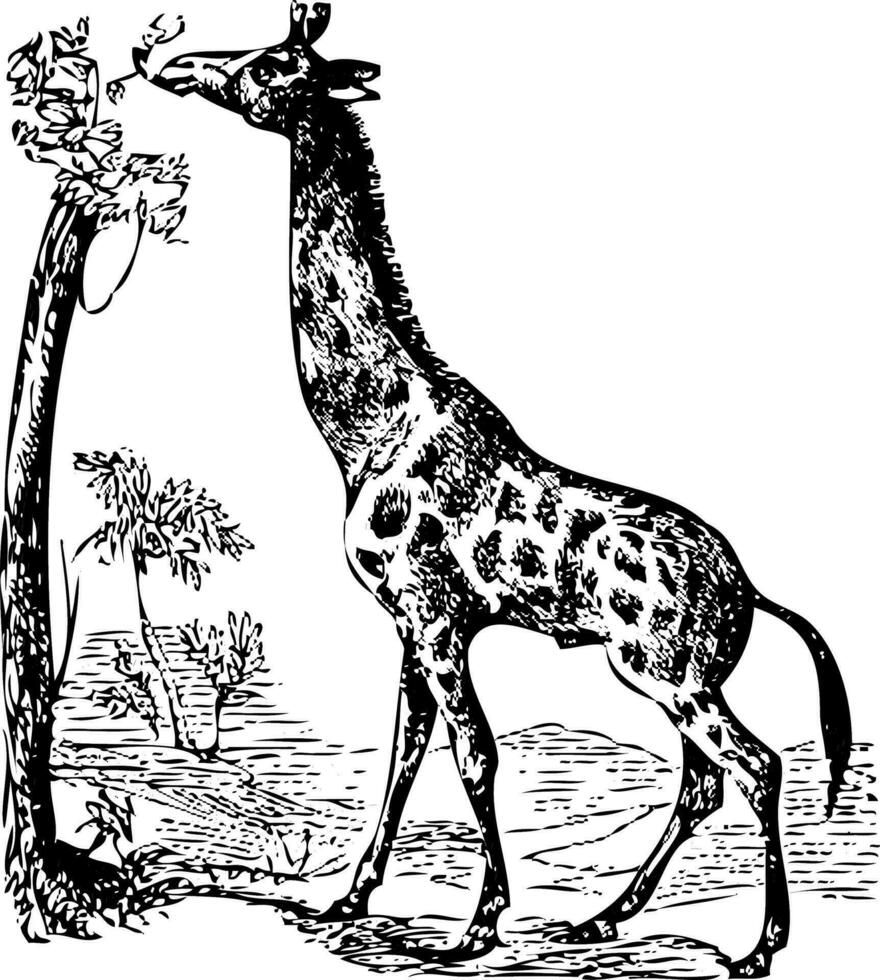 un vecchio giraffa incisione illustrazione vettore