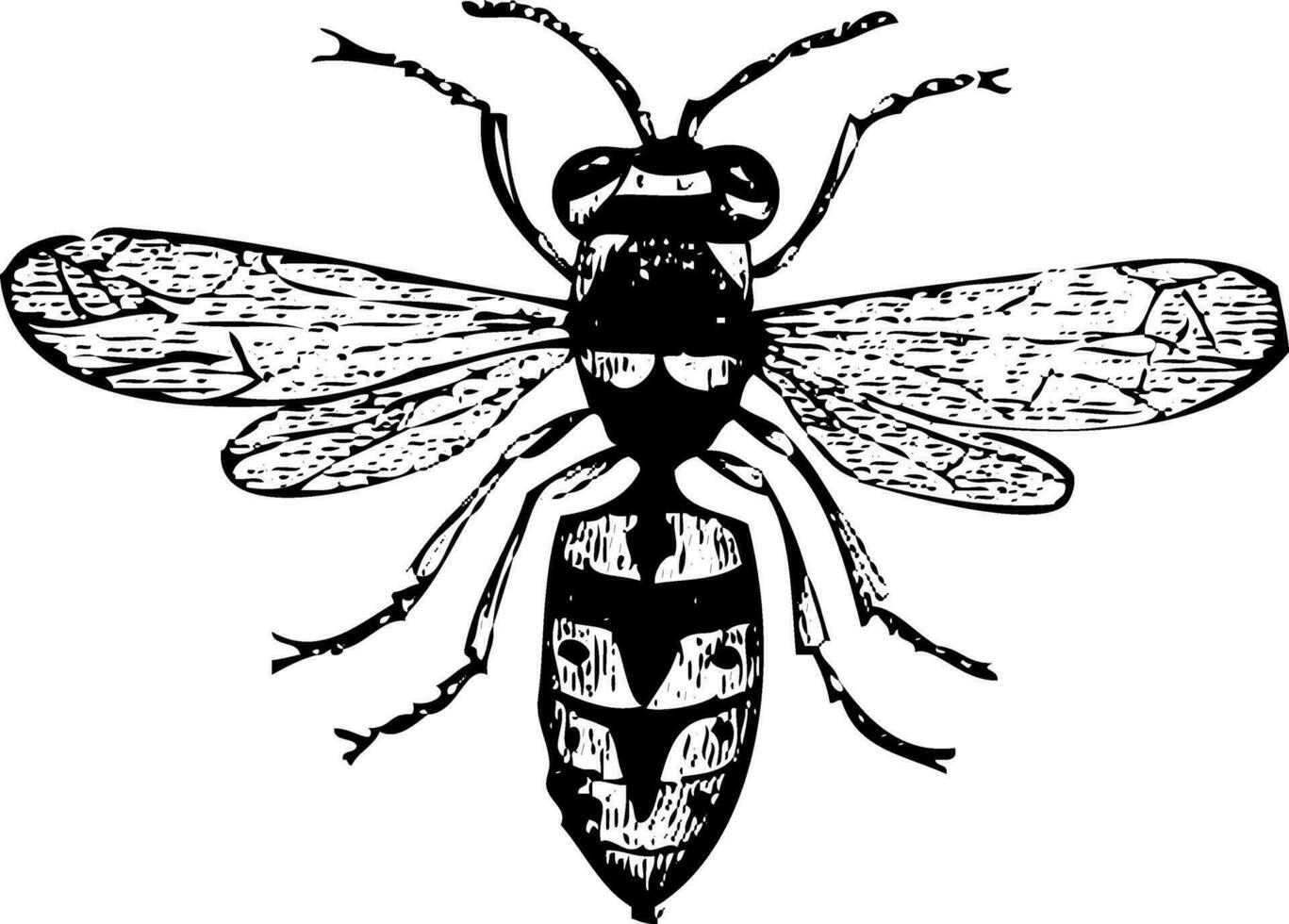 vecchio vespa incisione, vespa volgare vettore
