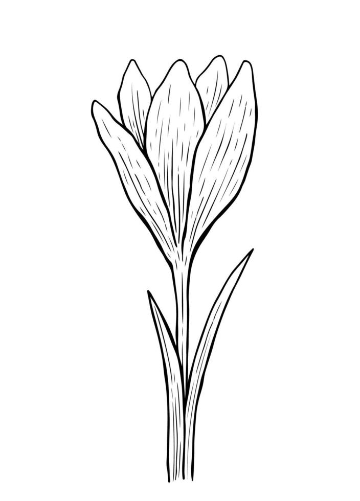 fiore di croco disegnato a mano con gambo e foglie vettore
