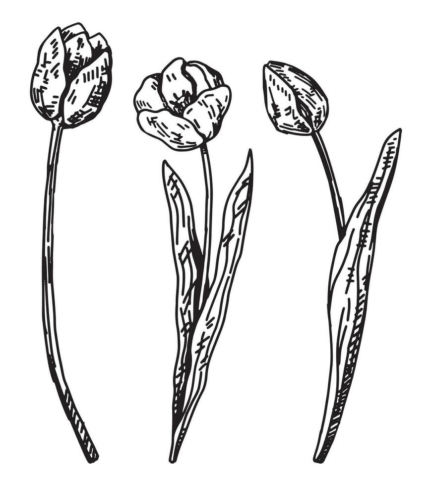 primavera tempo fiori collezione. clipart impostato di tulipani schizzi. mano disegnato vettore illustrazione isolato su bianca.