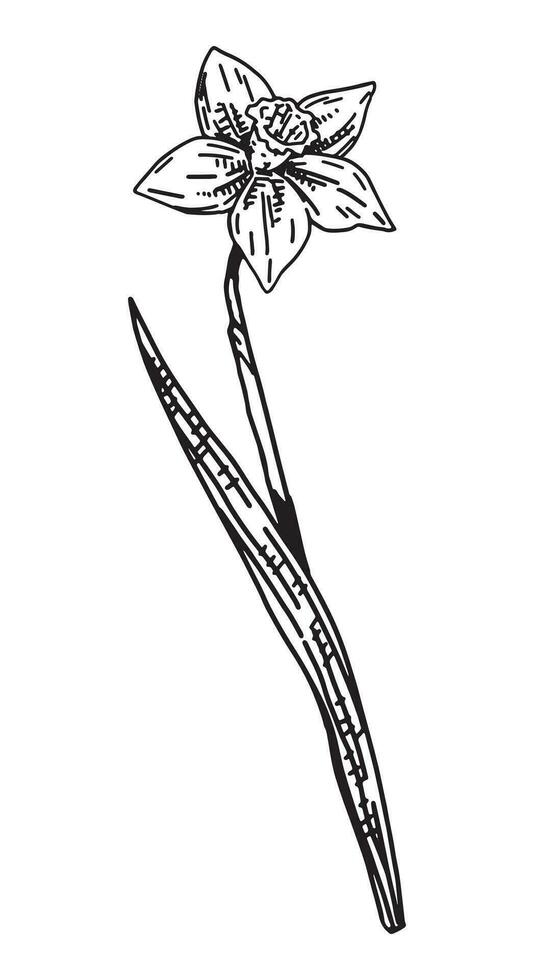 Narciso schizzo. primavera tempo fiore clipart. mano disegnato vettore illustrazione isolato su bianca sfondo.