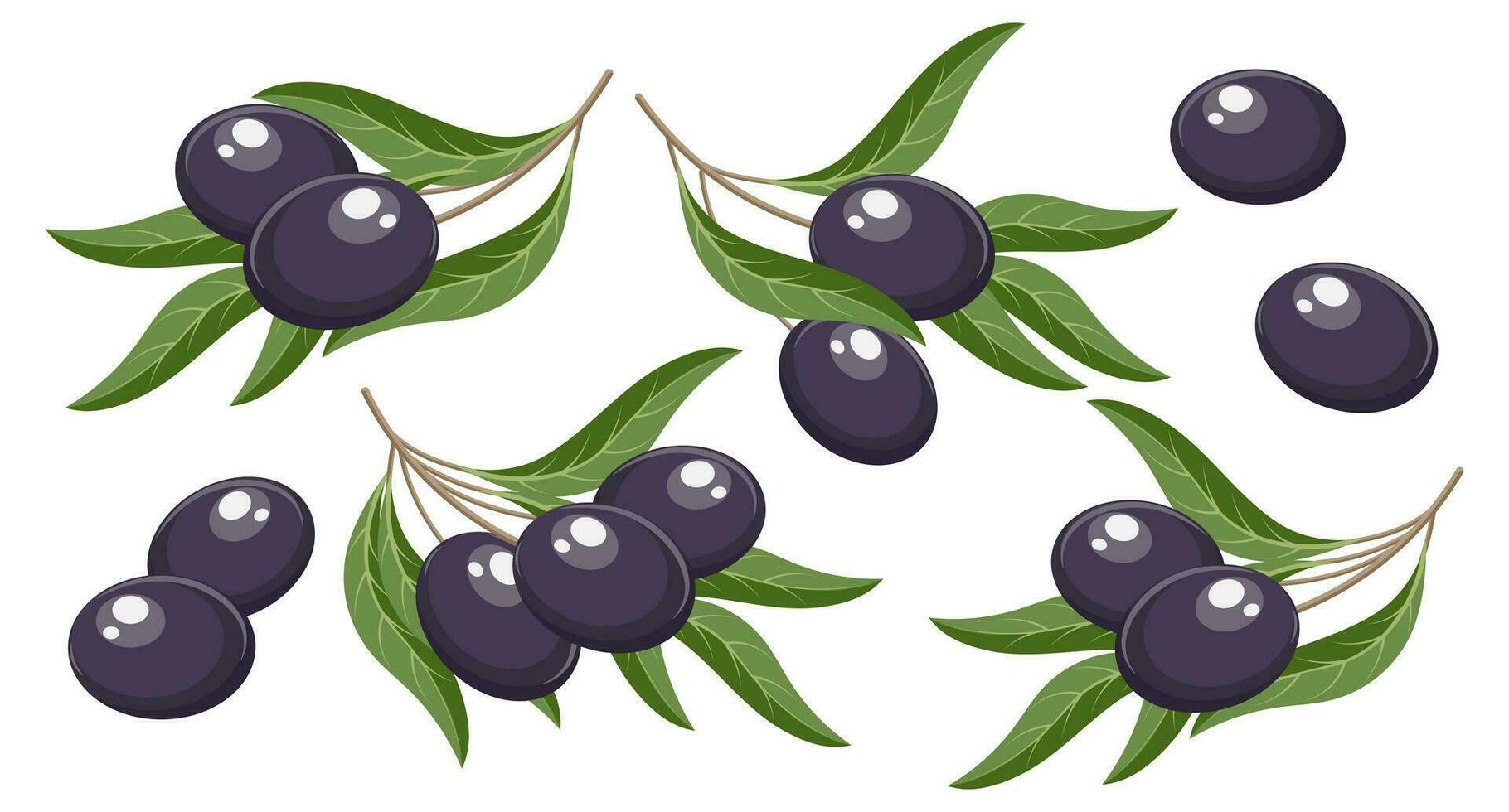 impostato di ramoscelli con nero olive e le foglie. illustrazione, decorativo elementi, vettore