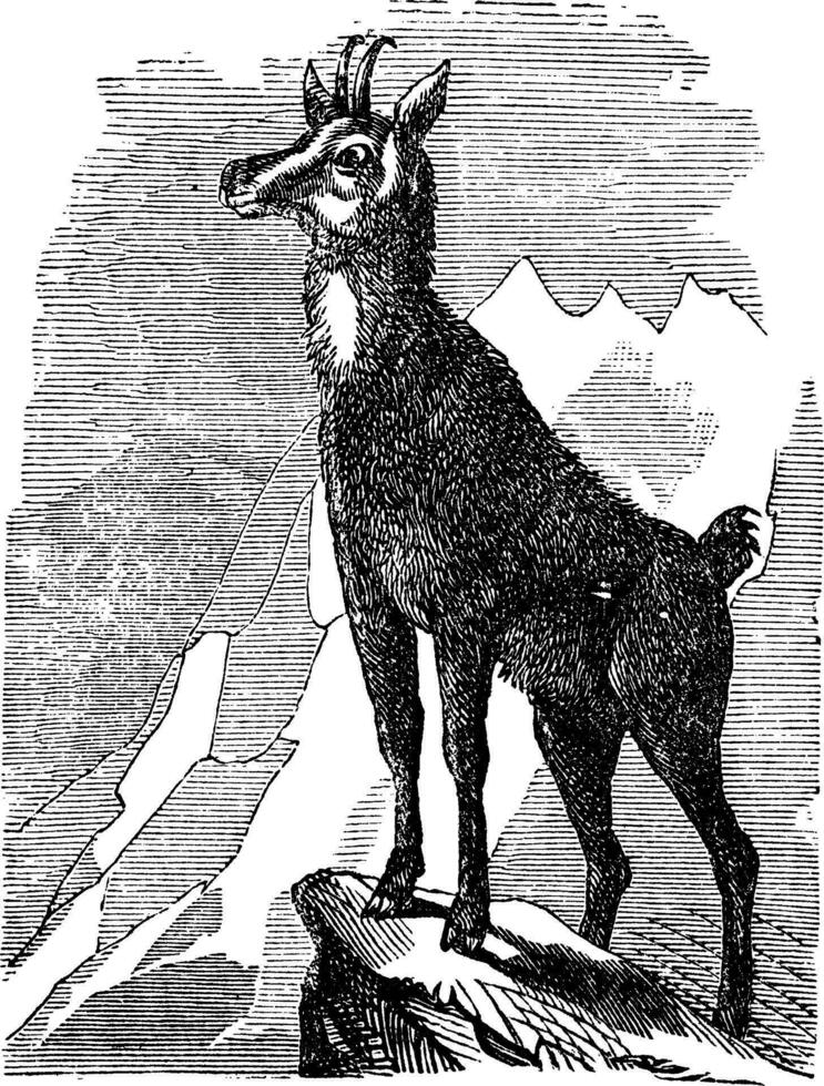 camoscio, o antilope rupicapra Vintage ▾ incisione vettore