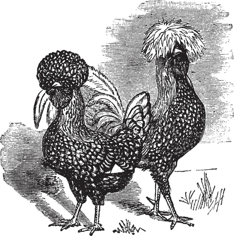 maschio e femmina di polacco pollo Vintage ▾ incisione vettore