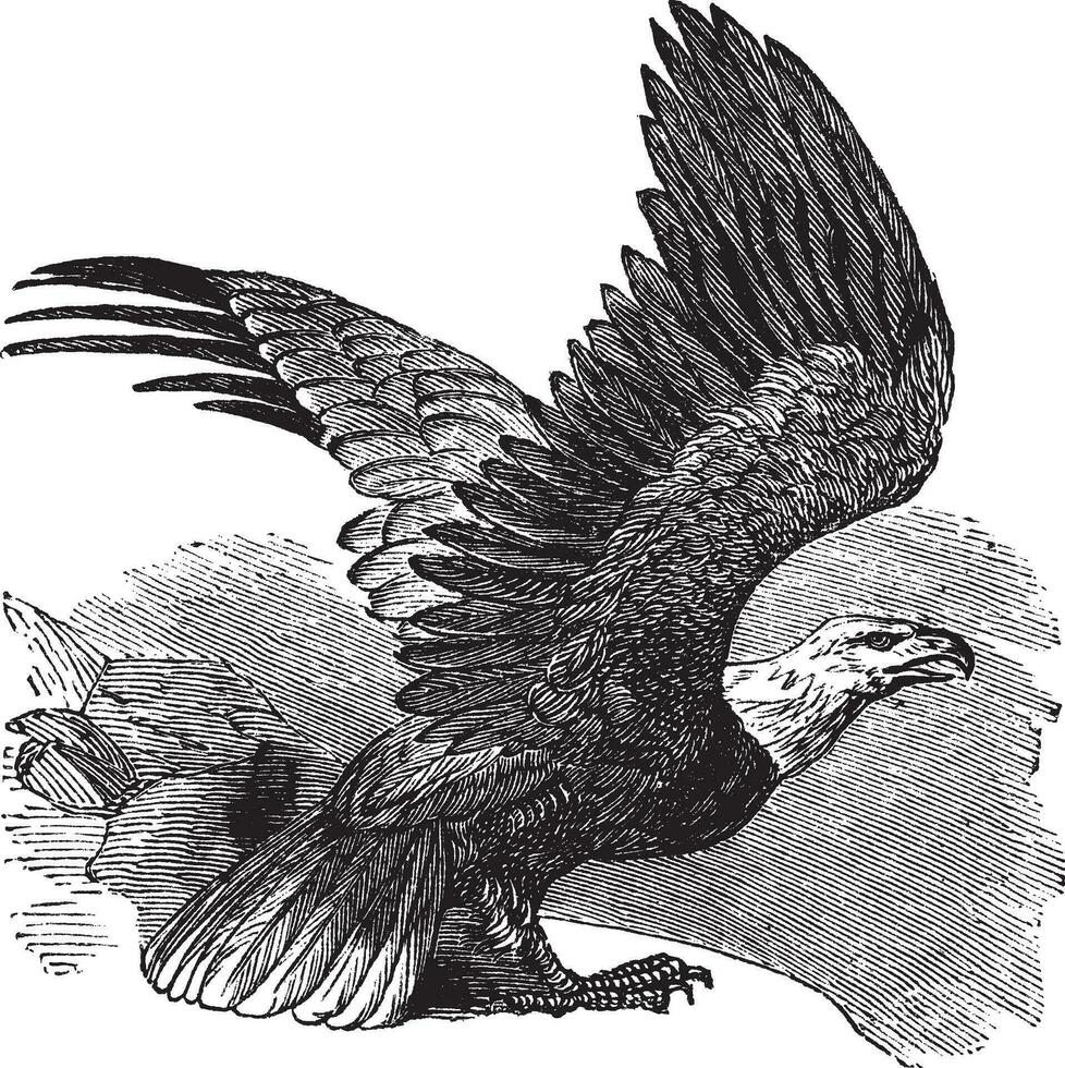 Calvo aquila haliaeetus leucocefalo, Vintage ▾ incisione. vettore