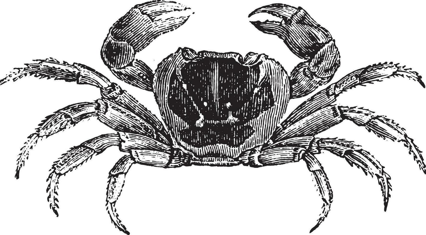 gecarcinus o terra granchio, Vintage ▾ incisione. vettore