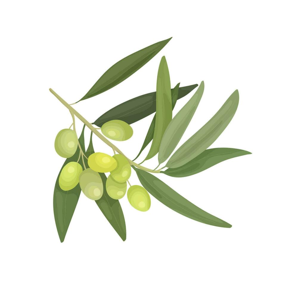 vettore illustrazione di un' grande ramo di un oliva albero con frutta nel un' cartone animato stile. design per oliva olio bottiglia, etichetta o confezione