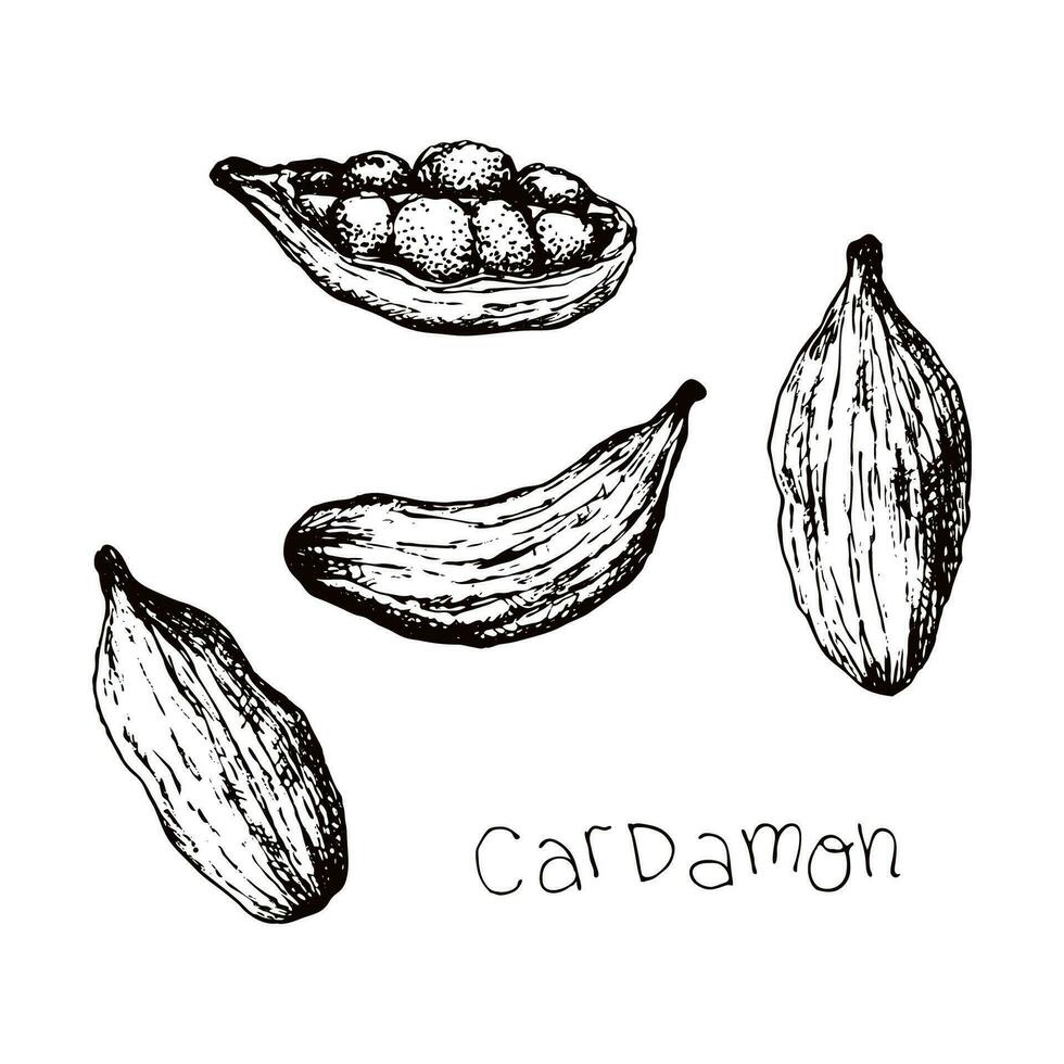 cardamomo. mano disegnato inciso stile schizzo erbe aromatiche cucinando e aromaterapia ingrediente o vin brulé vino. spezie per menù bar e sbarra, involucro carta o Prodotto confezione, bandiera per cibo blog o carte. vettore