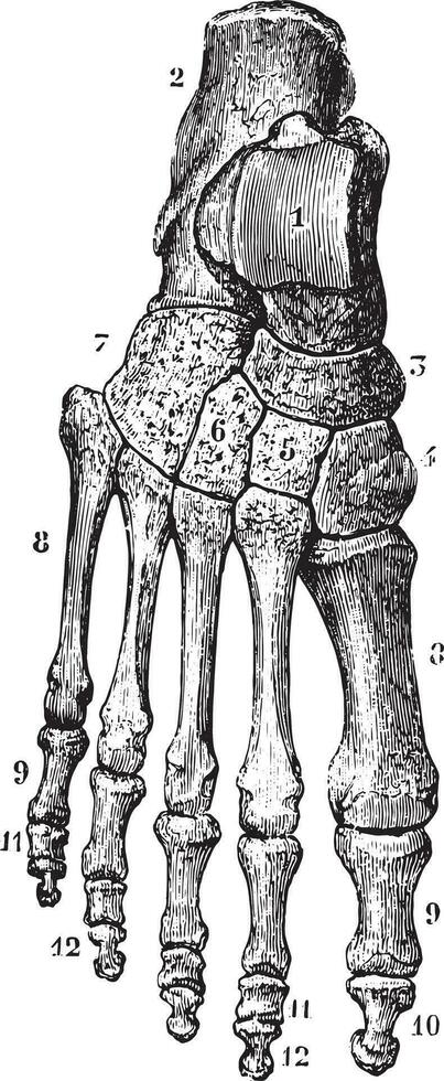 scheletro di il piede dorsale, Vintage ▾ incisione. vettore