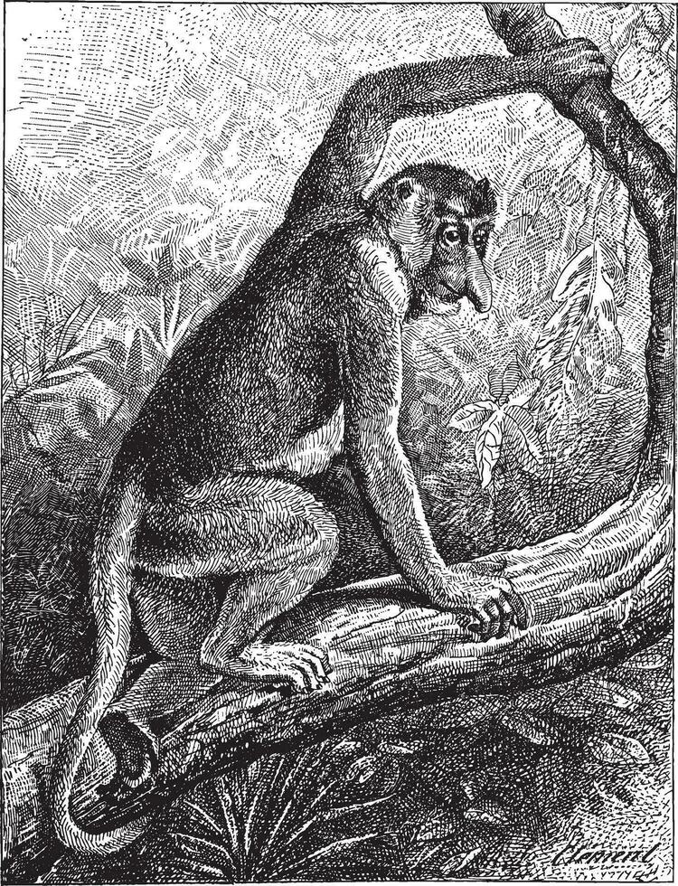 kahau o proboscide scimmia nasalis larvato, Vintage ▾ incisione. vettore