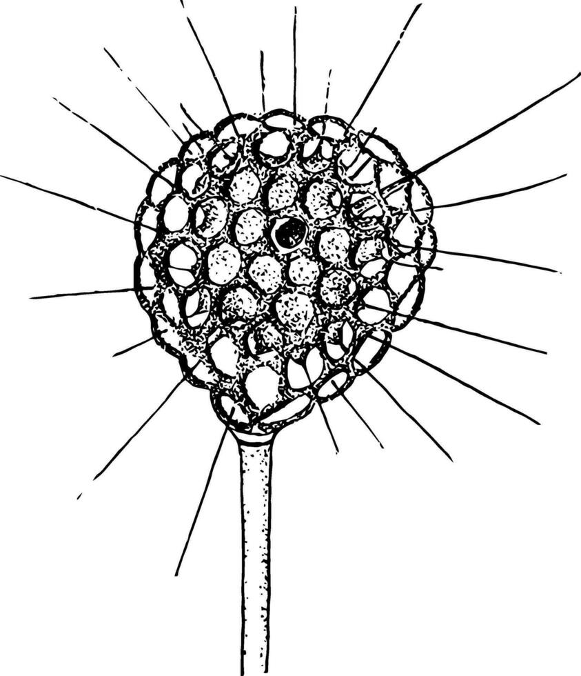 ameboide, Vintage ▾ illustrazione vettore