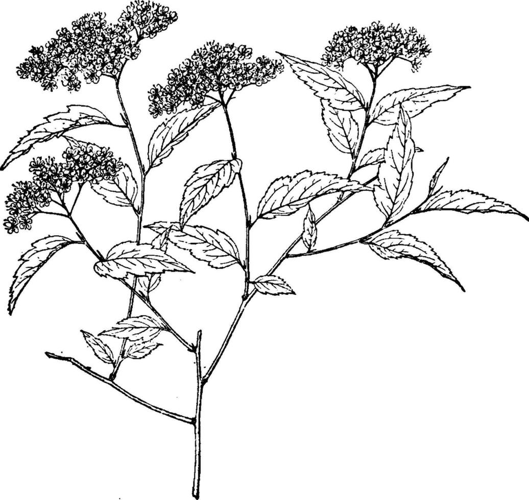 spiraea longigemmis Vintage ▾ illustrazione. vettore