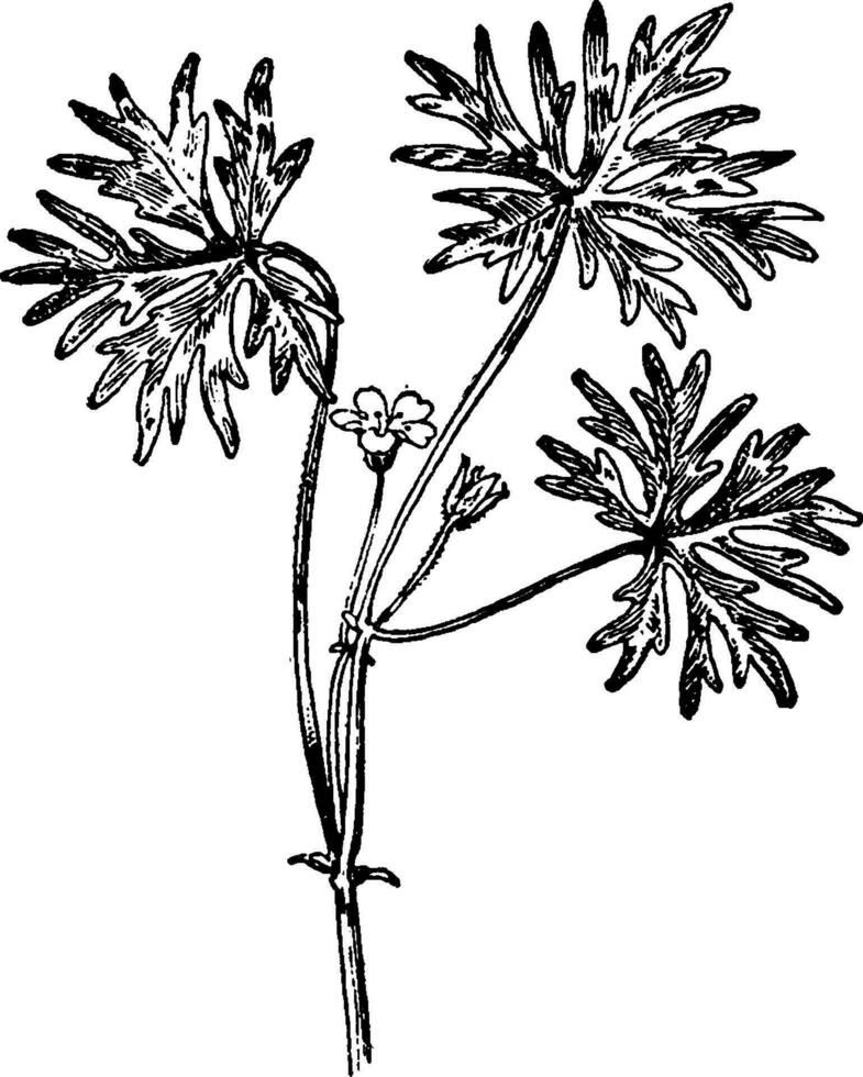 gambo lungo cranesbill Vintage ▾ illustrazione. vettore